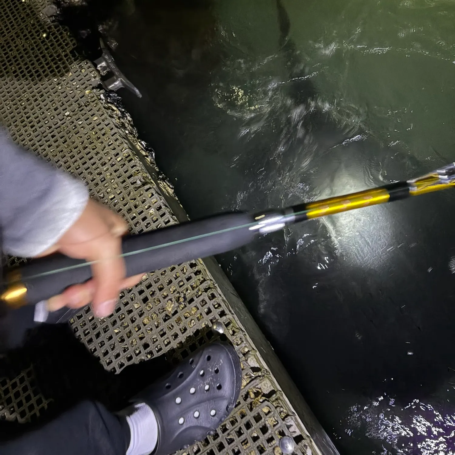 The most recent Short-tail stingray catches on Fishbrain
