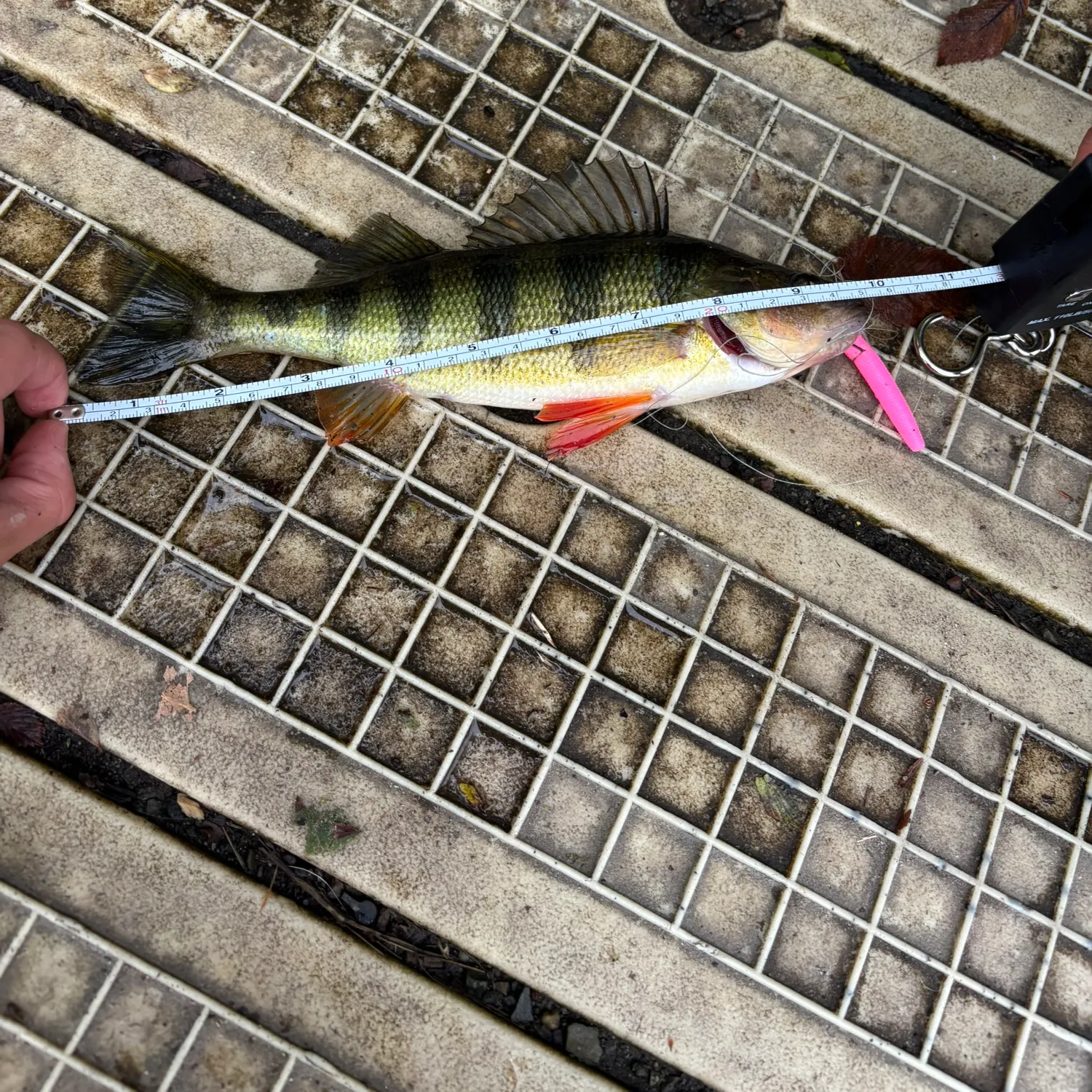 Yellow perch caught on Fishbrain