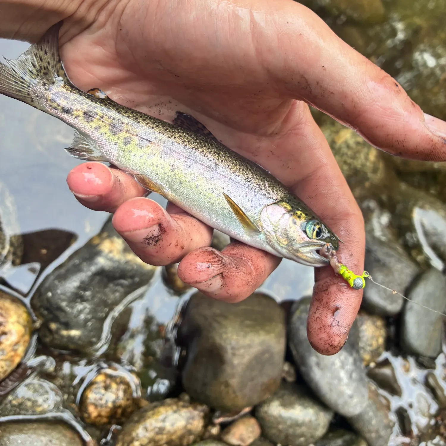 Rainbow trout caught on Fishbrain