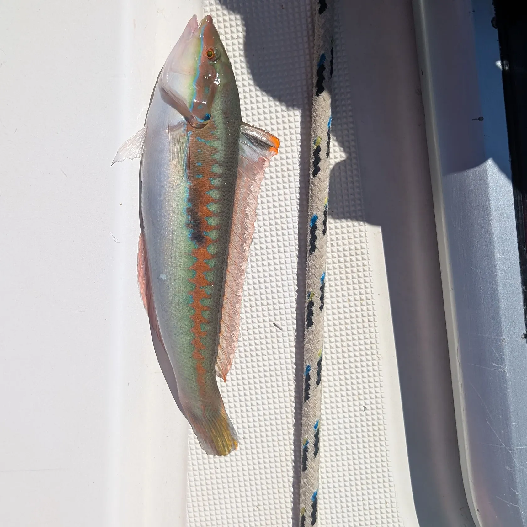 The most recent Mediterranean rainbow wrasse catches on Fishbrain