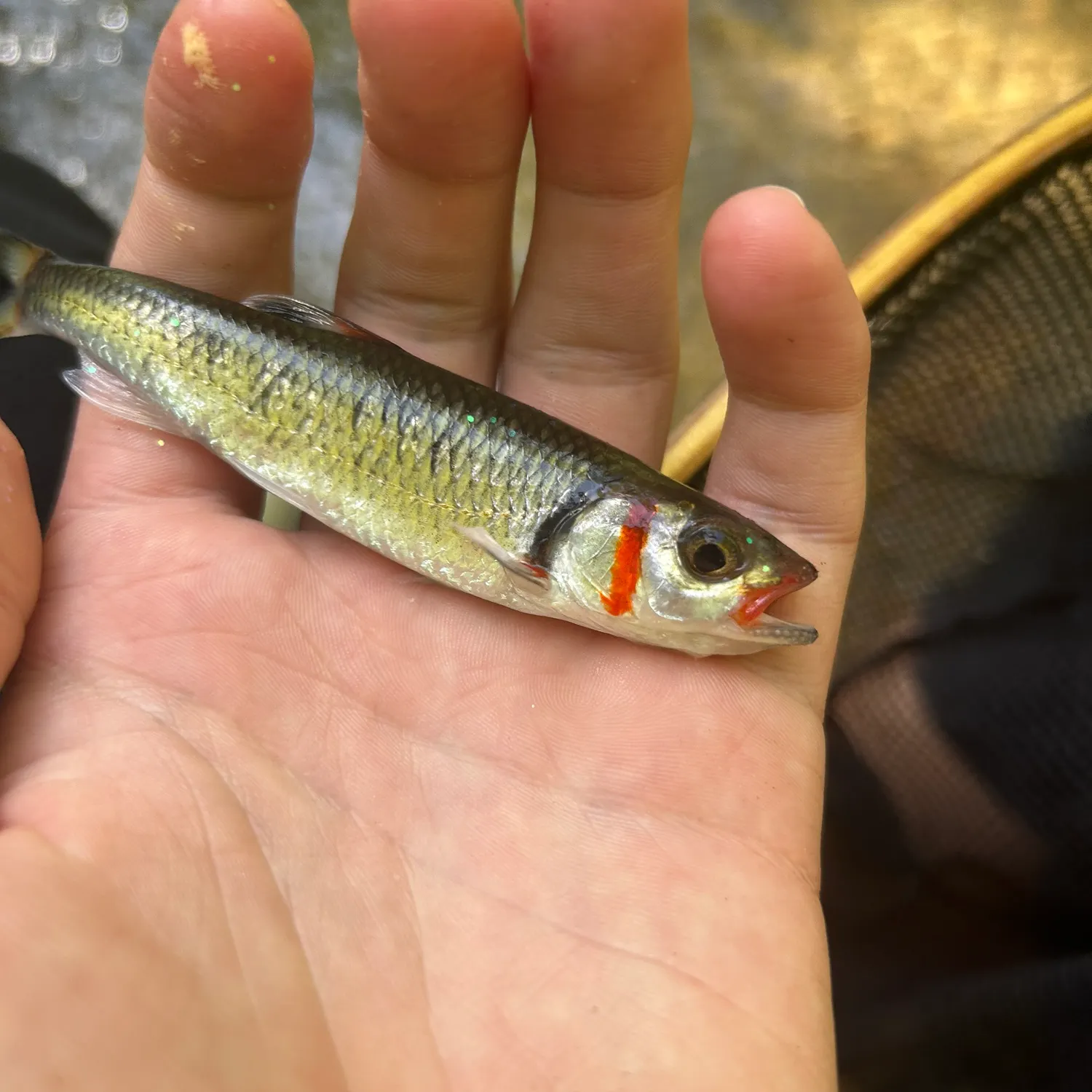 Warpaint shiner caught on Fishbrain