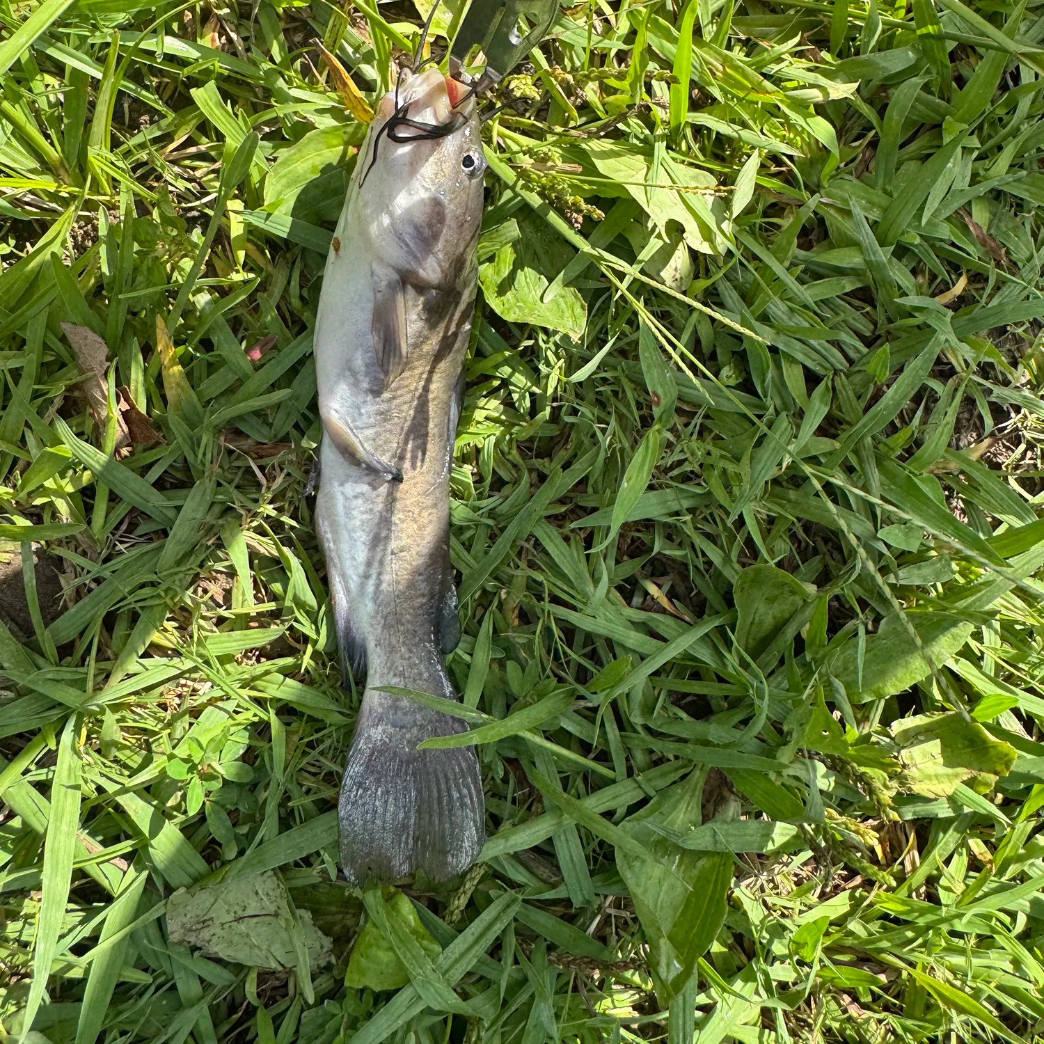 White bullhead caught on Fishbrain