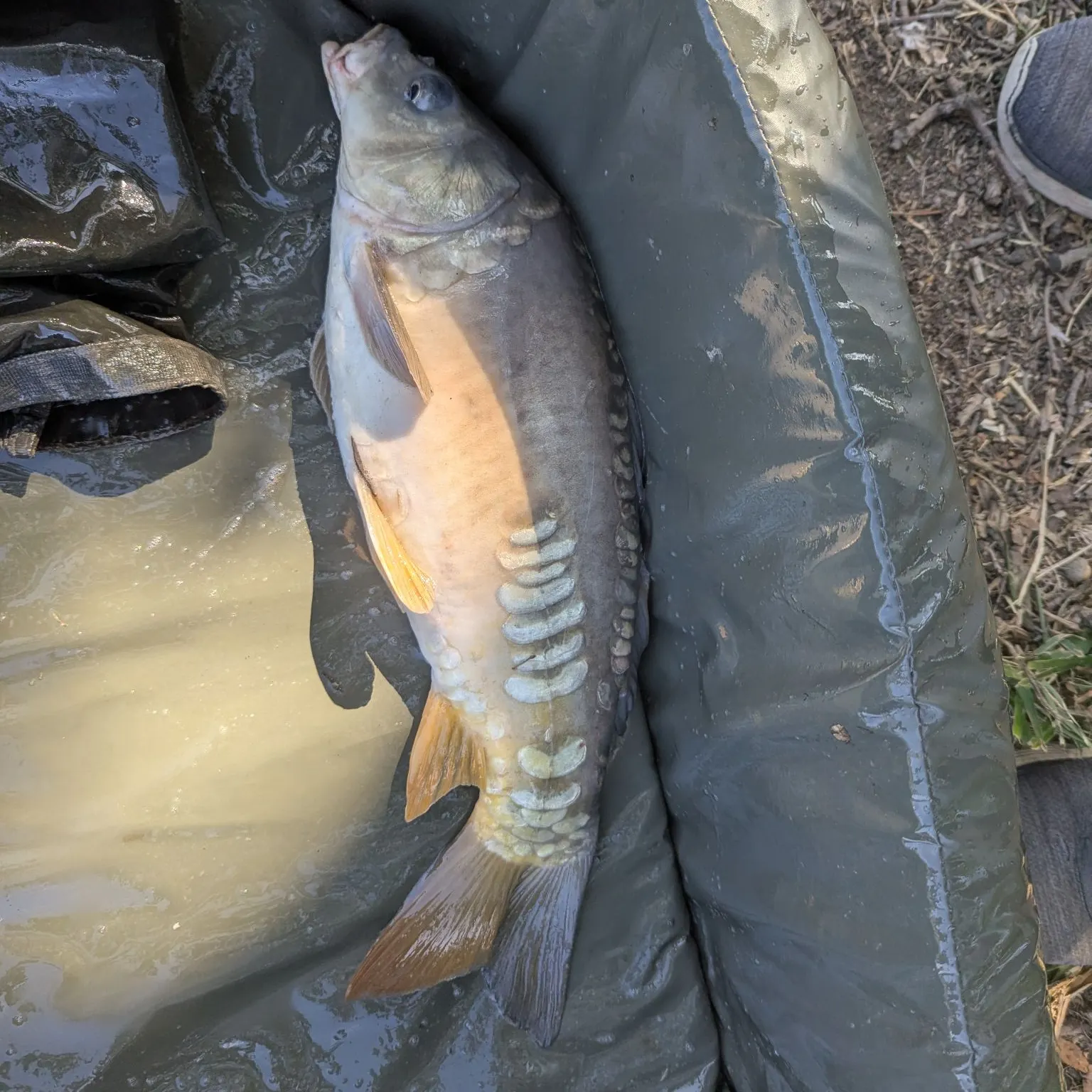 Mirror carp caught on Fishbrain