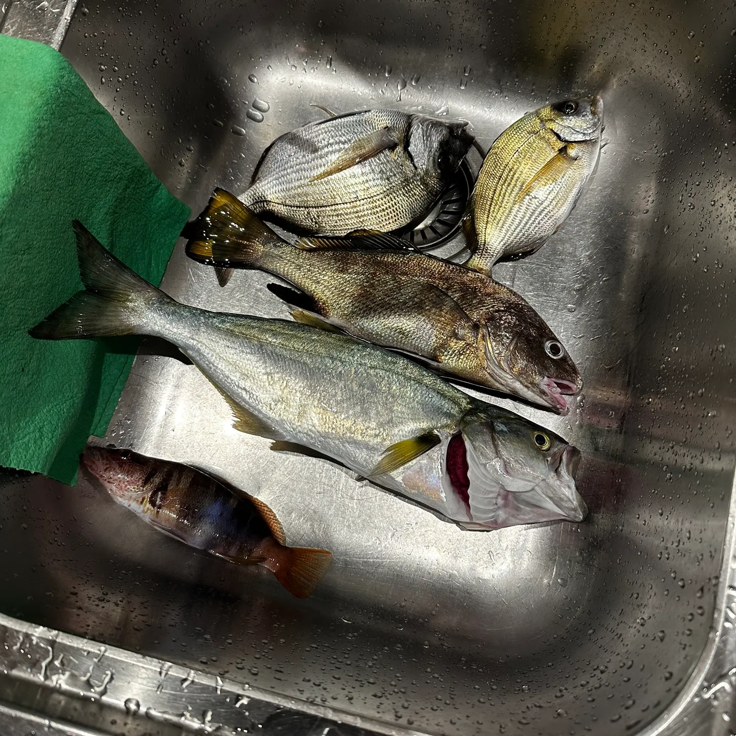 recently logged catches