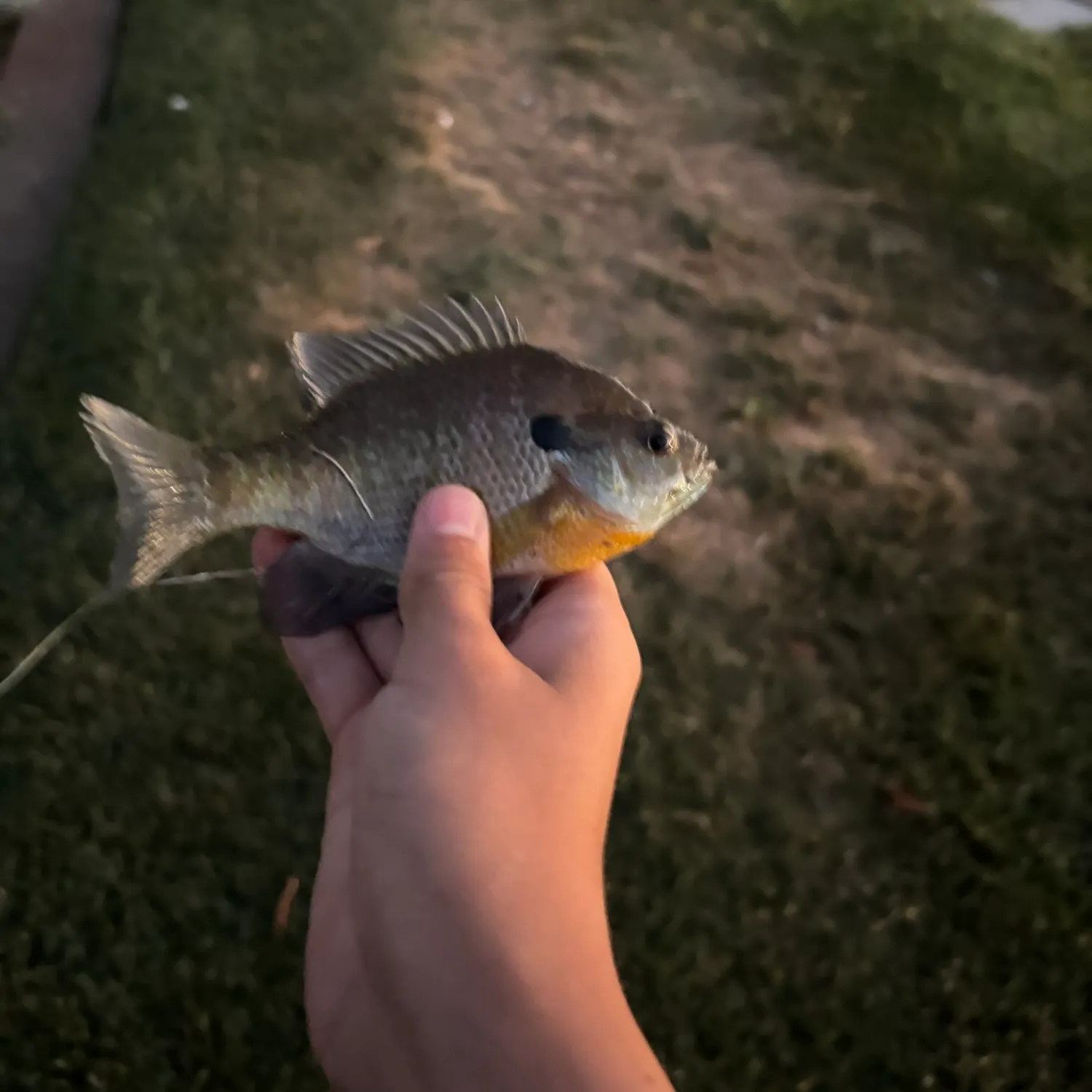 Bluegill caught on Fishbrain
