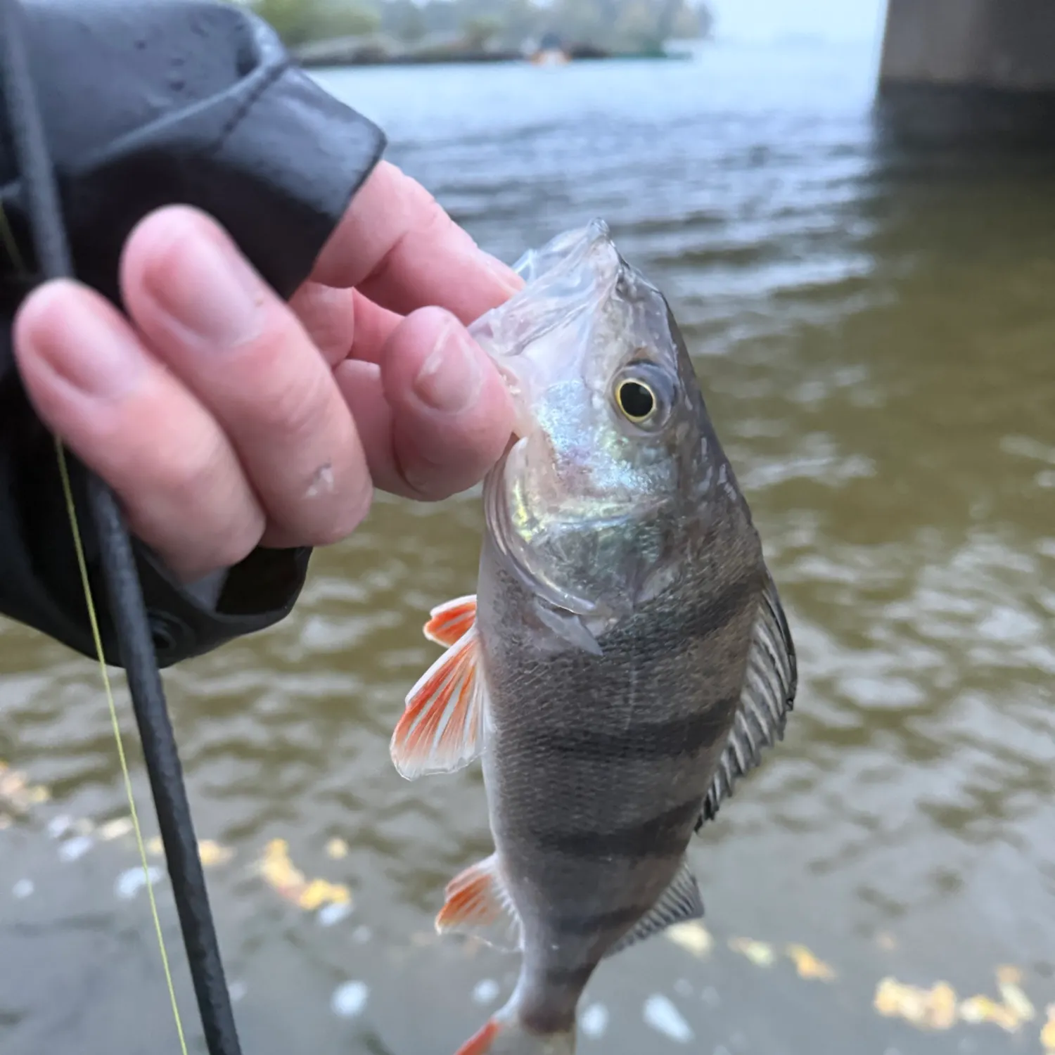 European perch caught on Fishbrain