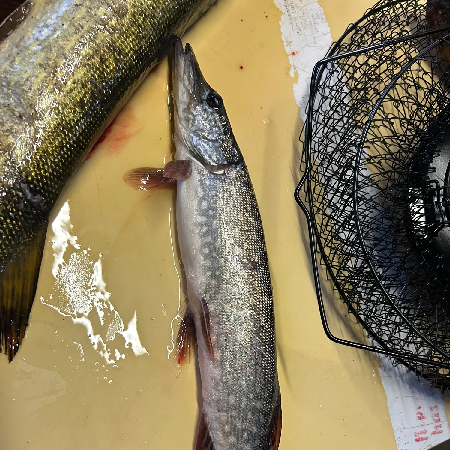 Northern pike caught on Fishbrain
