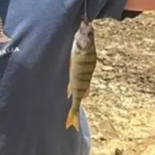 The most recent European perch catches on Fishbrain