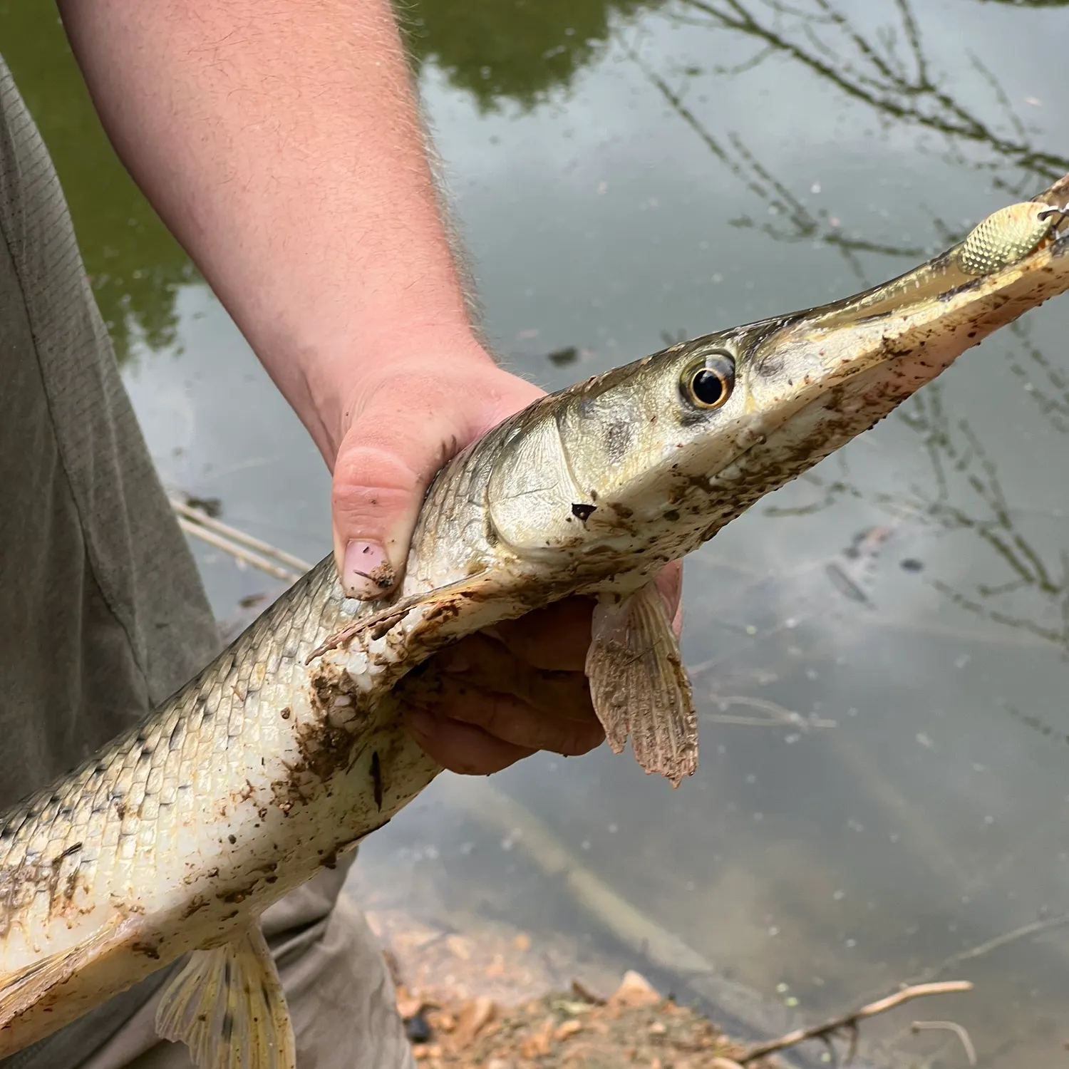 Longnose gar caught on Fishbrain