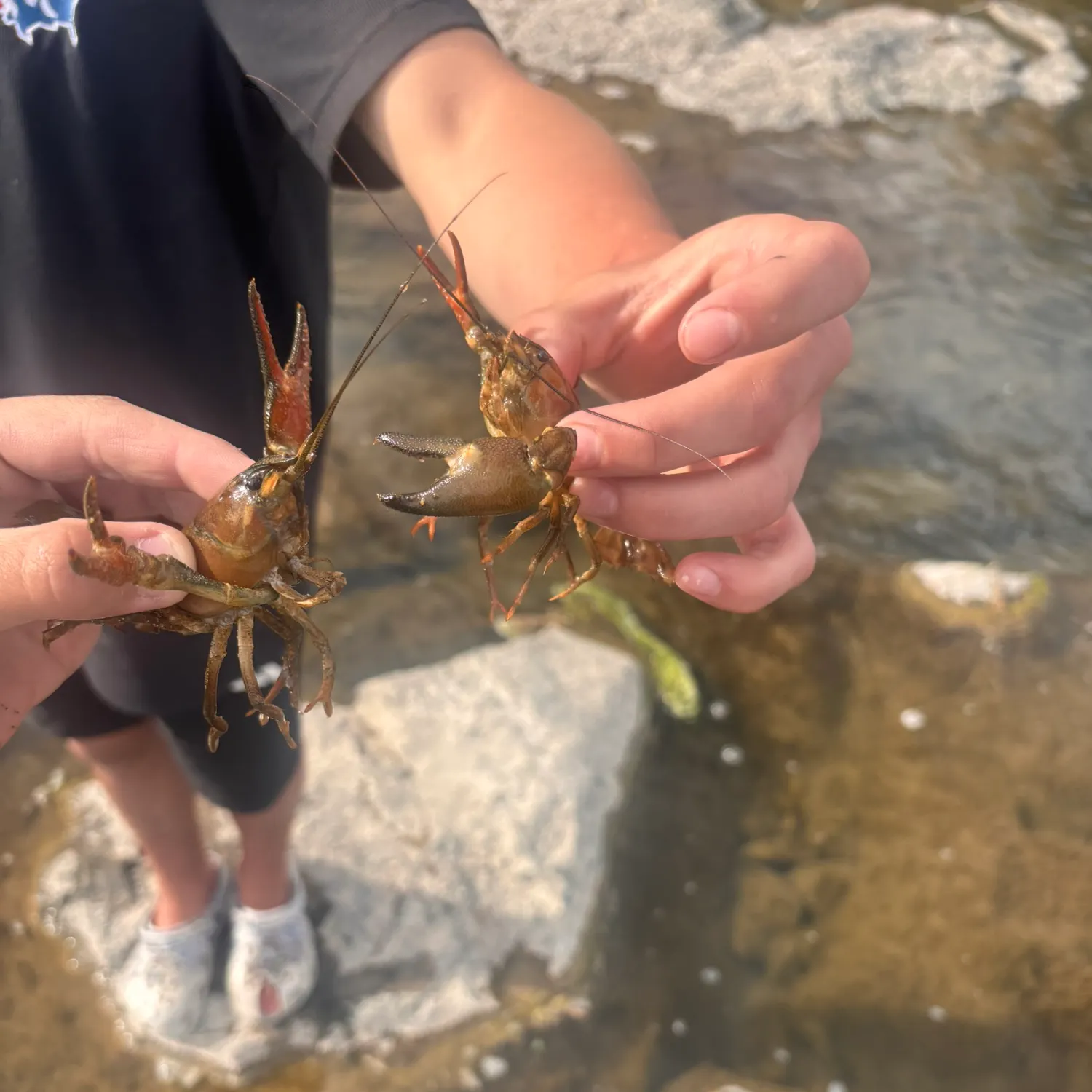 Signal crayfish caught on Fishbrain