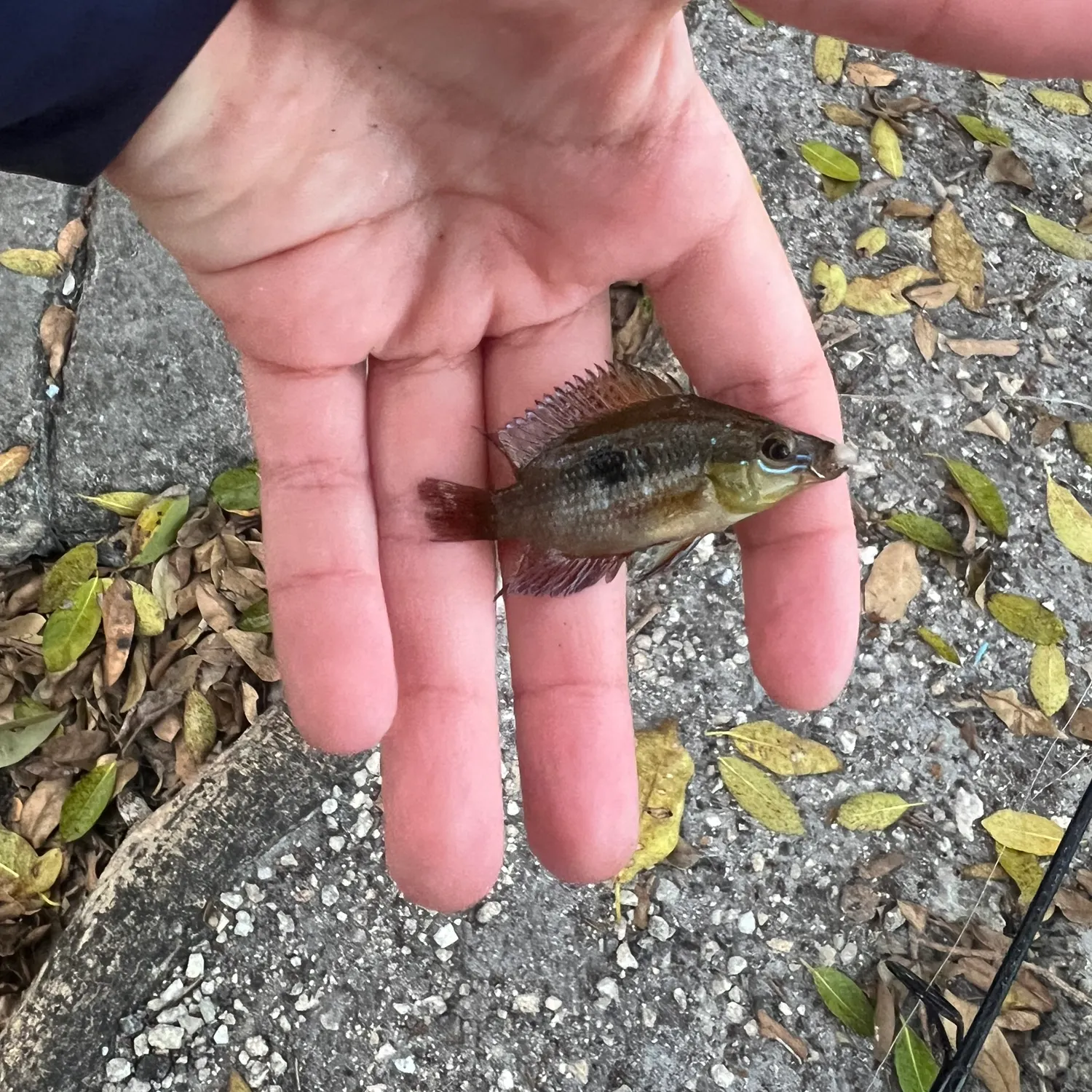 The most recent Yellowbelly cichlid catches on Fishbrain