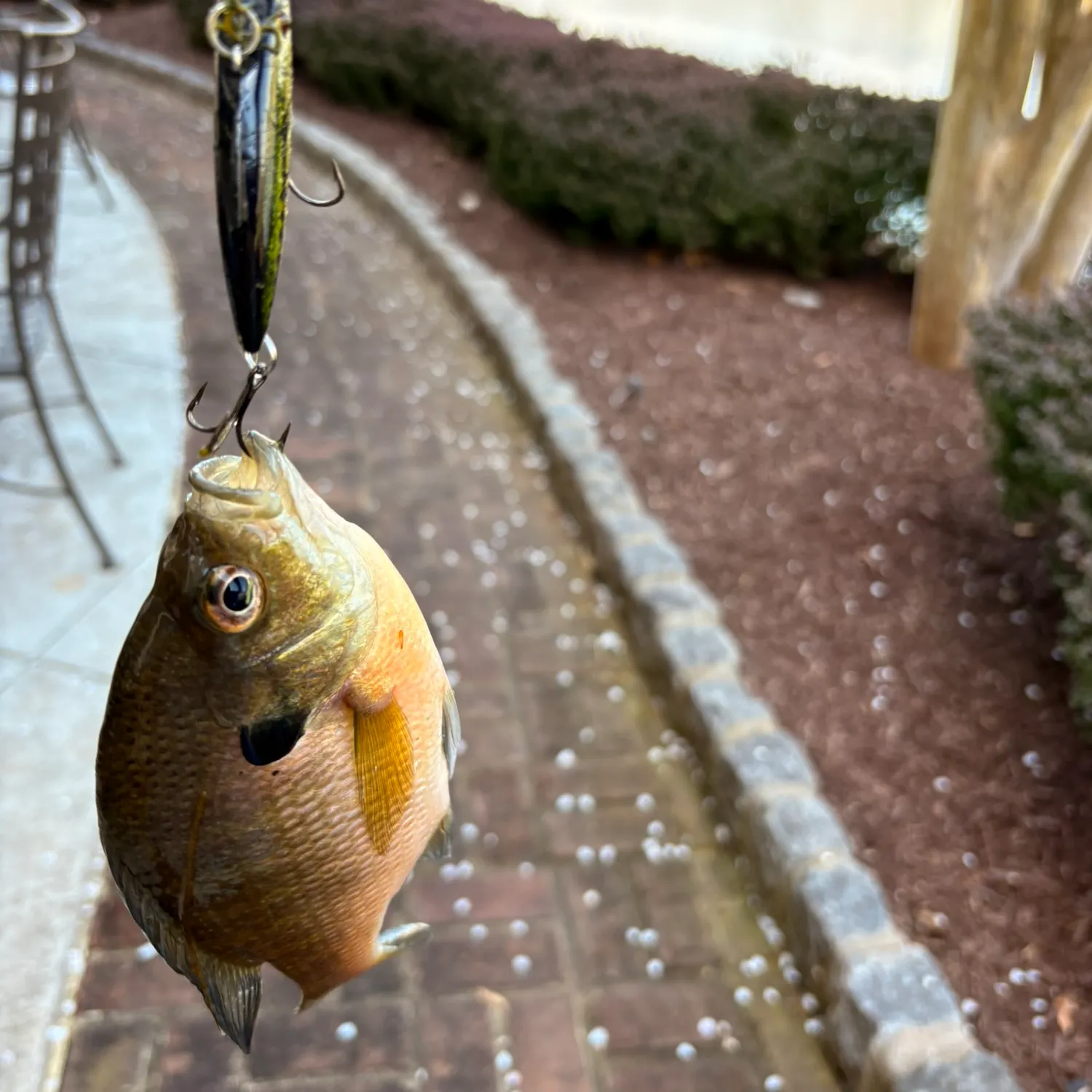 The most recent Pumpkingill hybrid catches on Fishbrain