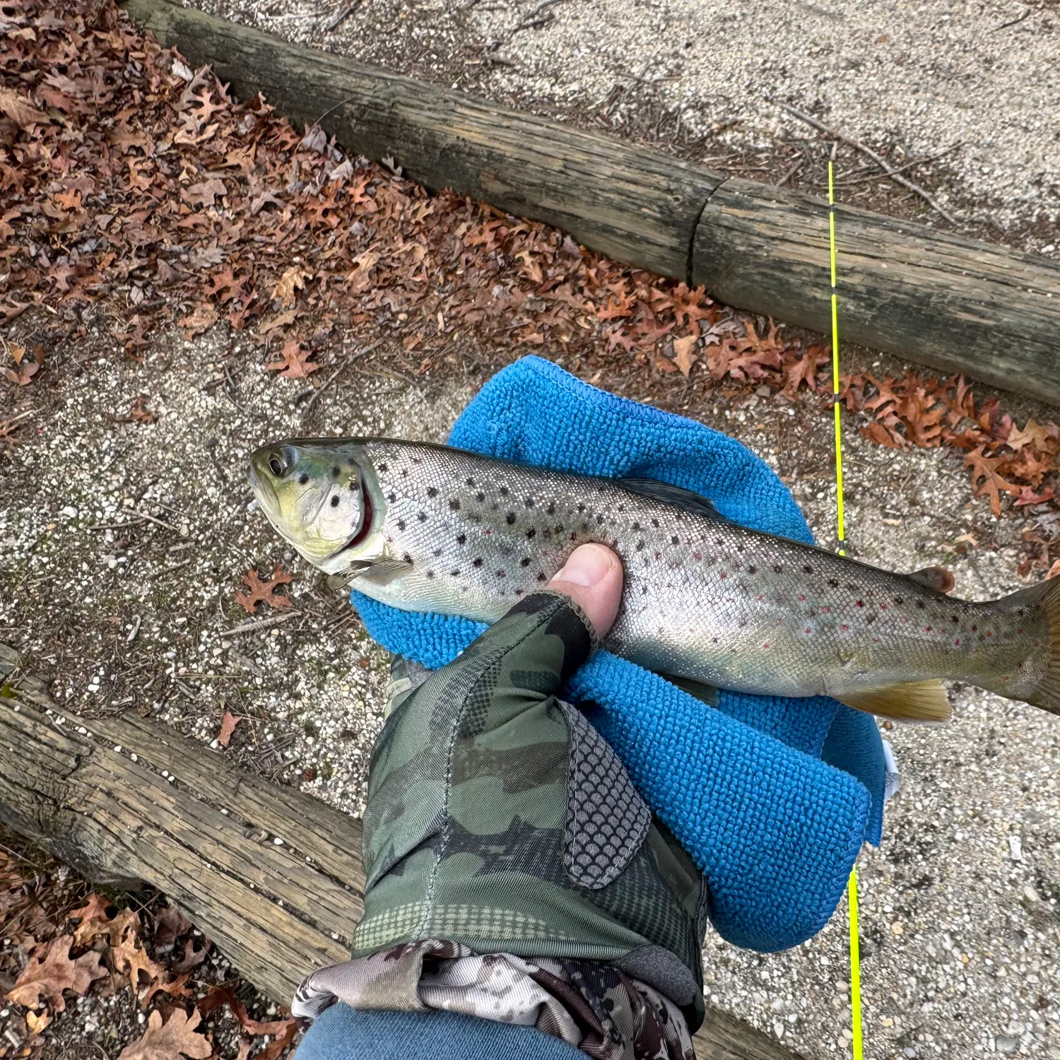 The most recent Lake trout catches on Fishbrain