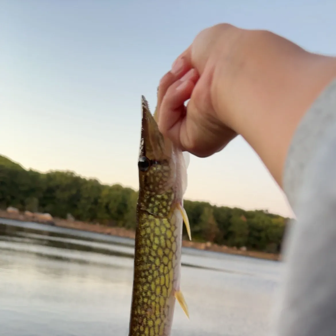 Chain pickerel caught on Fishbrain