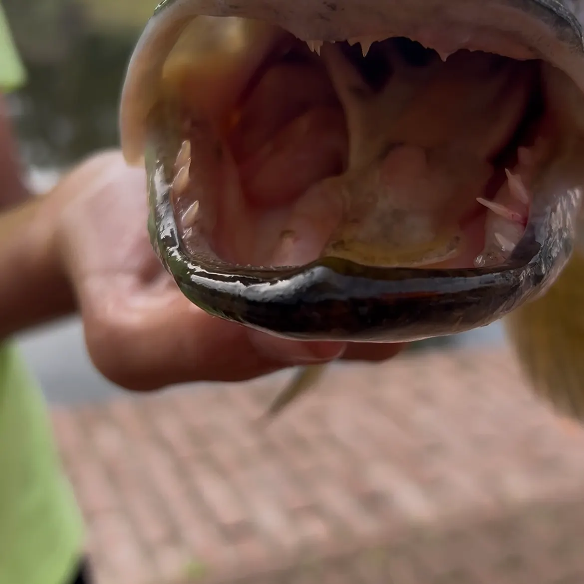 Northern pike caught on Fishbrain