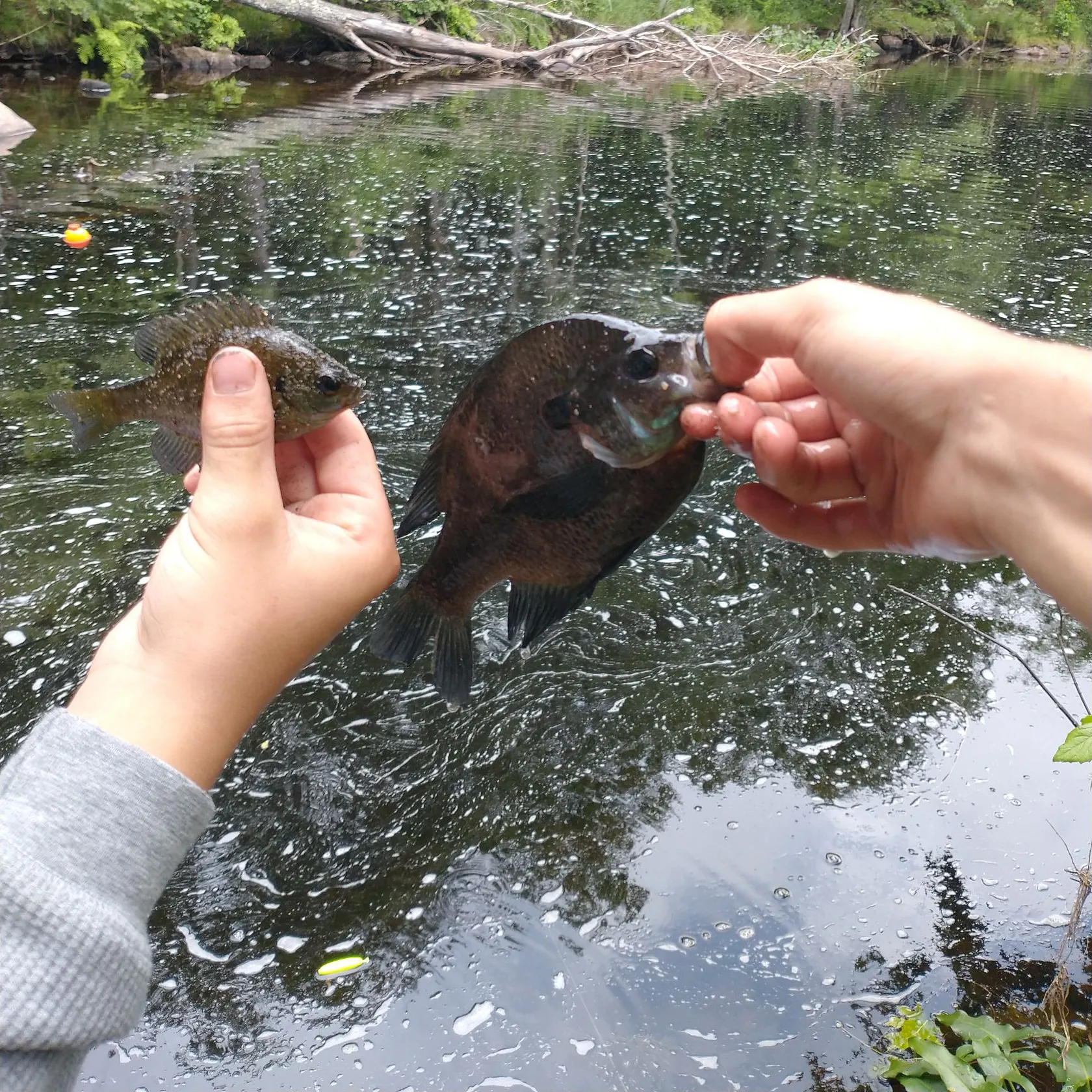 recently logged catches