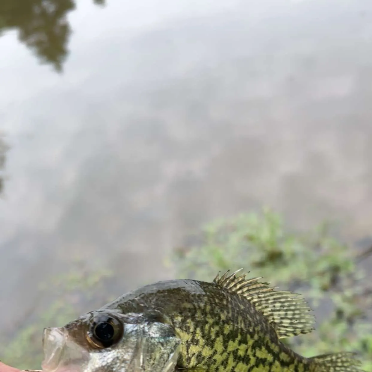 Rock bass caught on Fishbrain