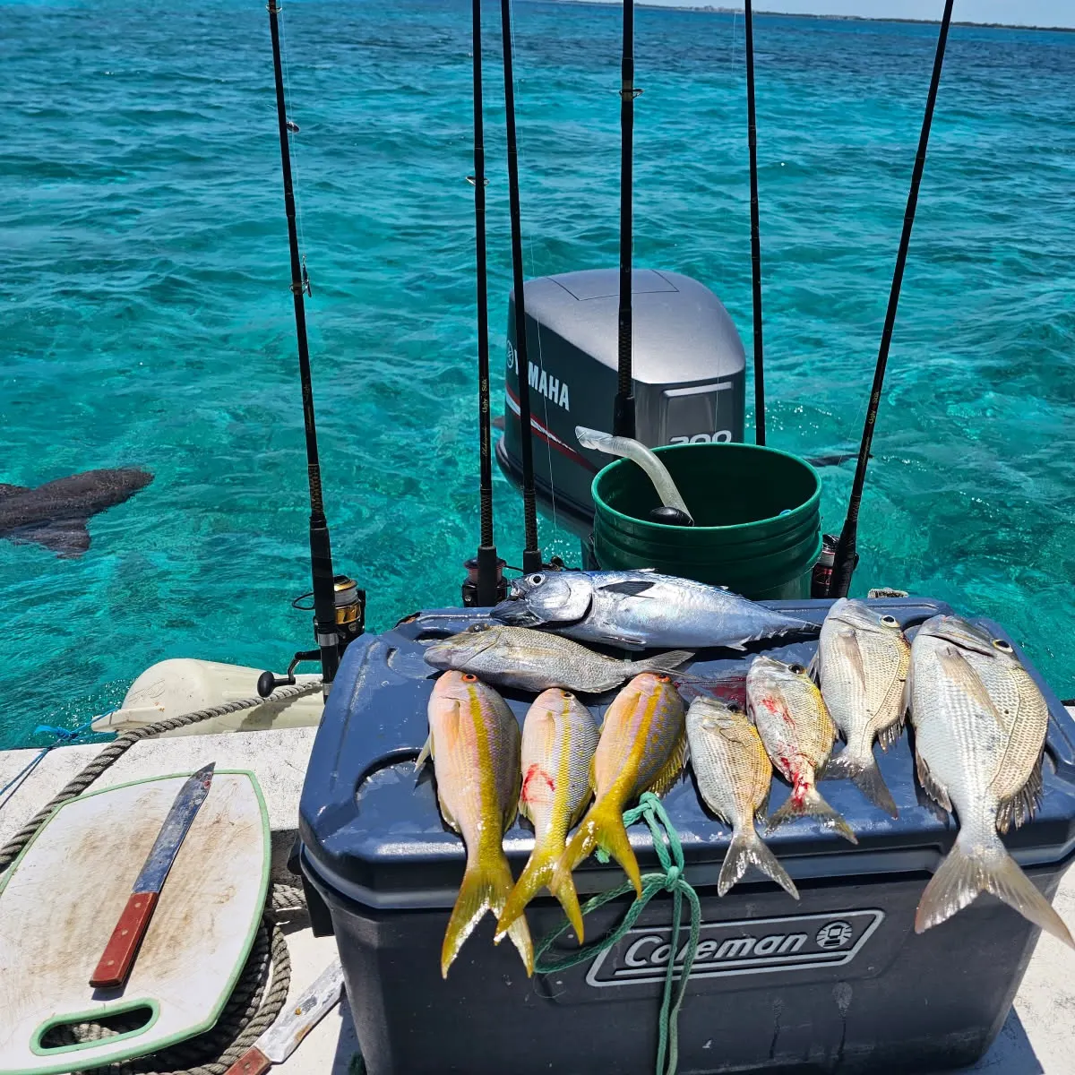 The most recent Yellowtail snapper catches on Fishbrain