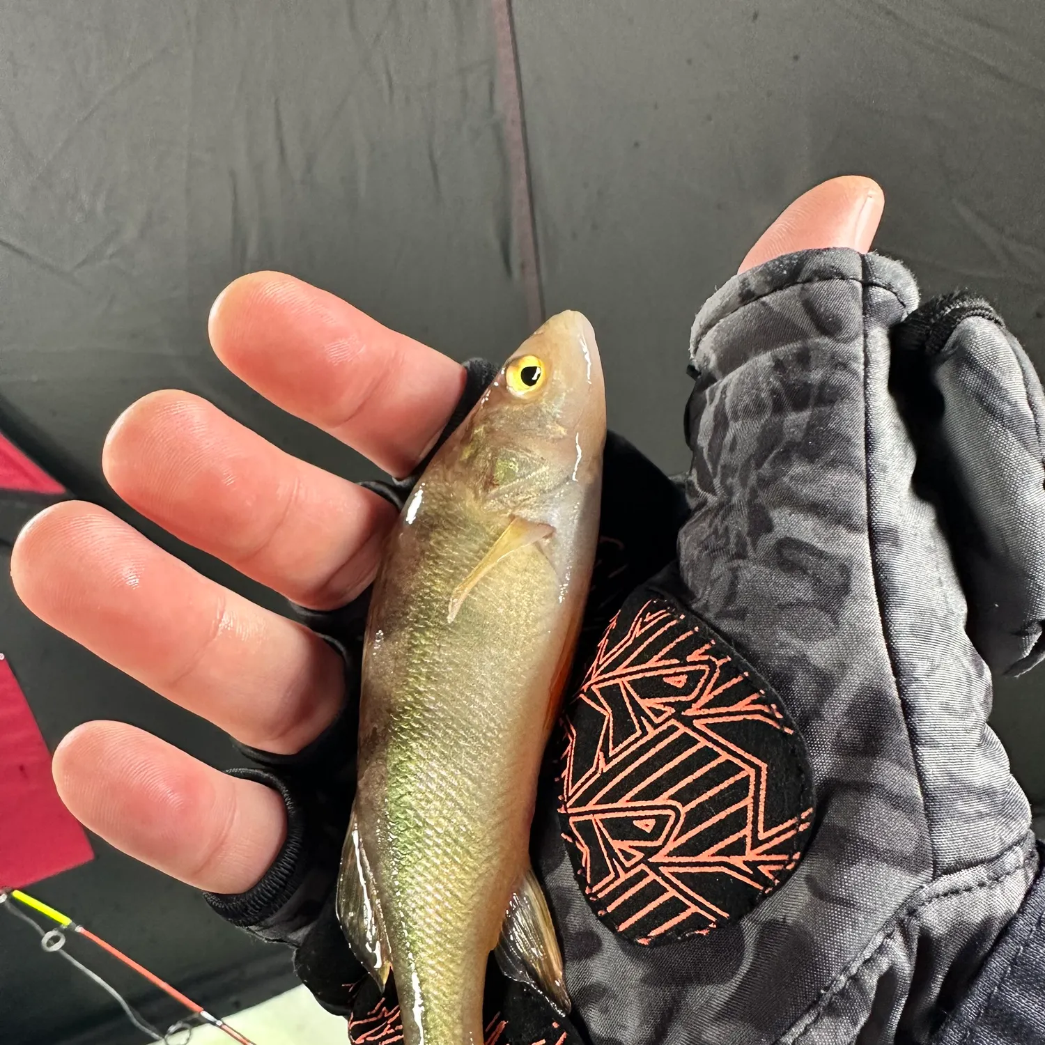 The most recent Yellow perch catches on Fishbrain