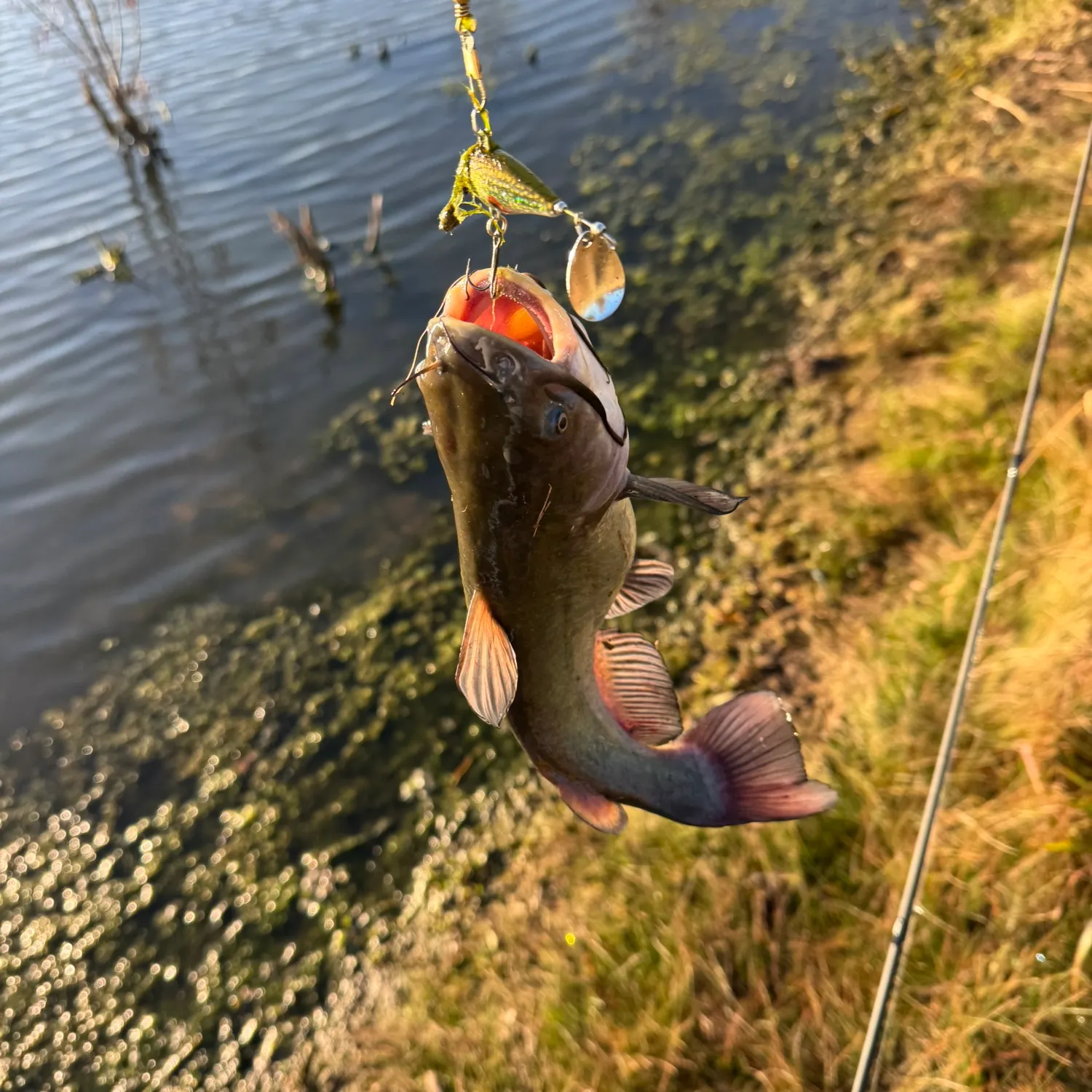 The most recent Black bullhead catches on Fishbrain