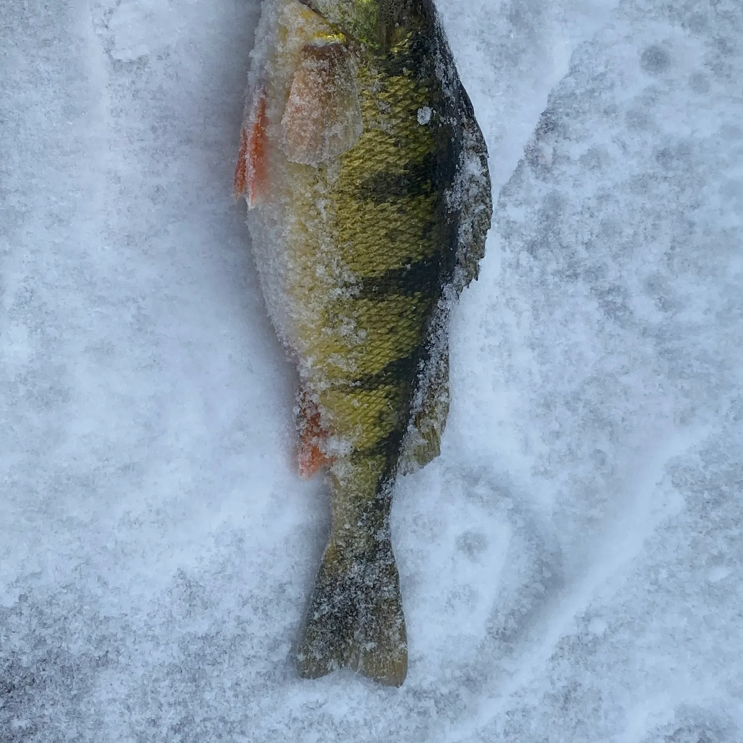 The most recent Indo-Pacific blue marlin catches on Fishbrain