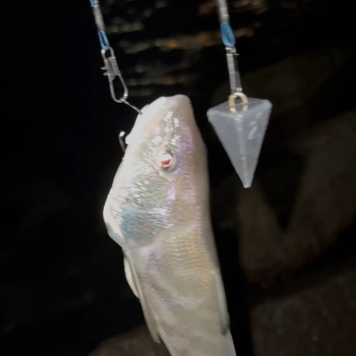 The most recent Gulf kingcroaker catches on Fishbrain