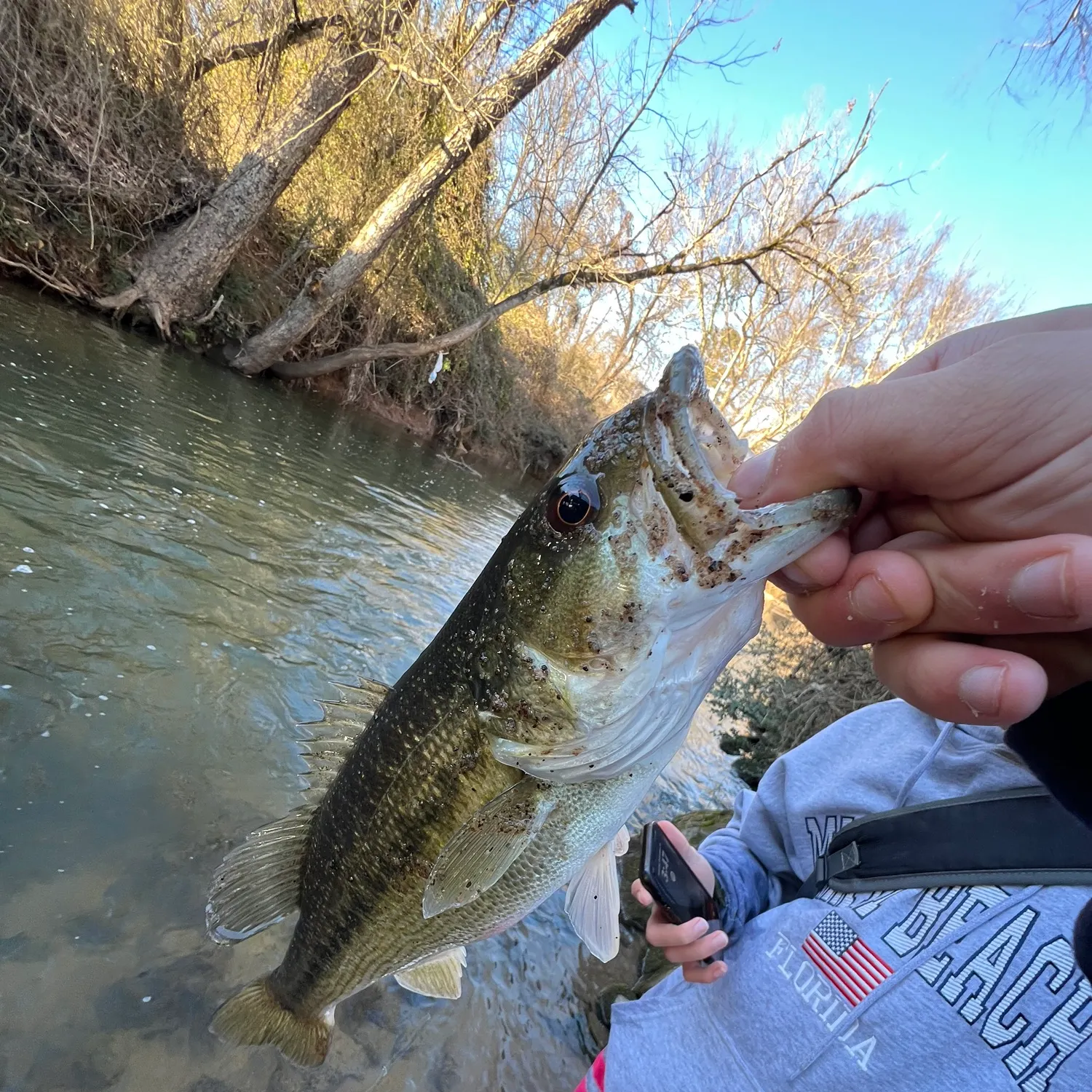 The most recent Lake sturgeon catches on Fishbrain