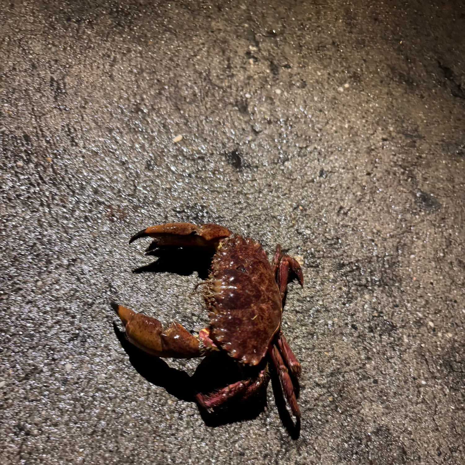 The most recent Red rock crab catches on Fishbrain