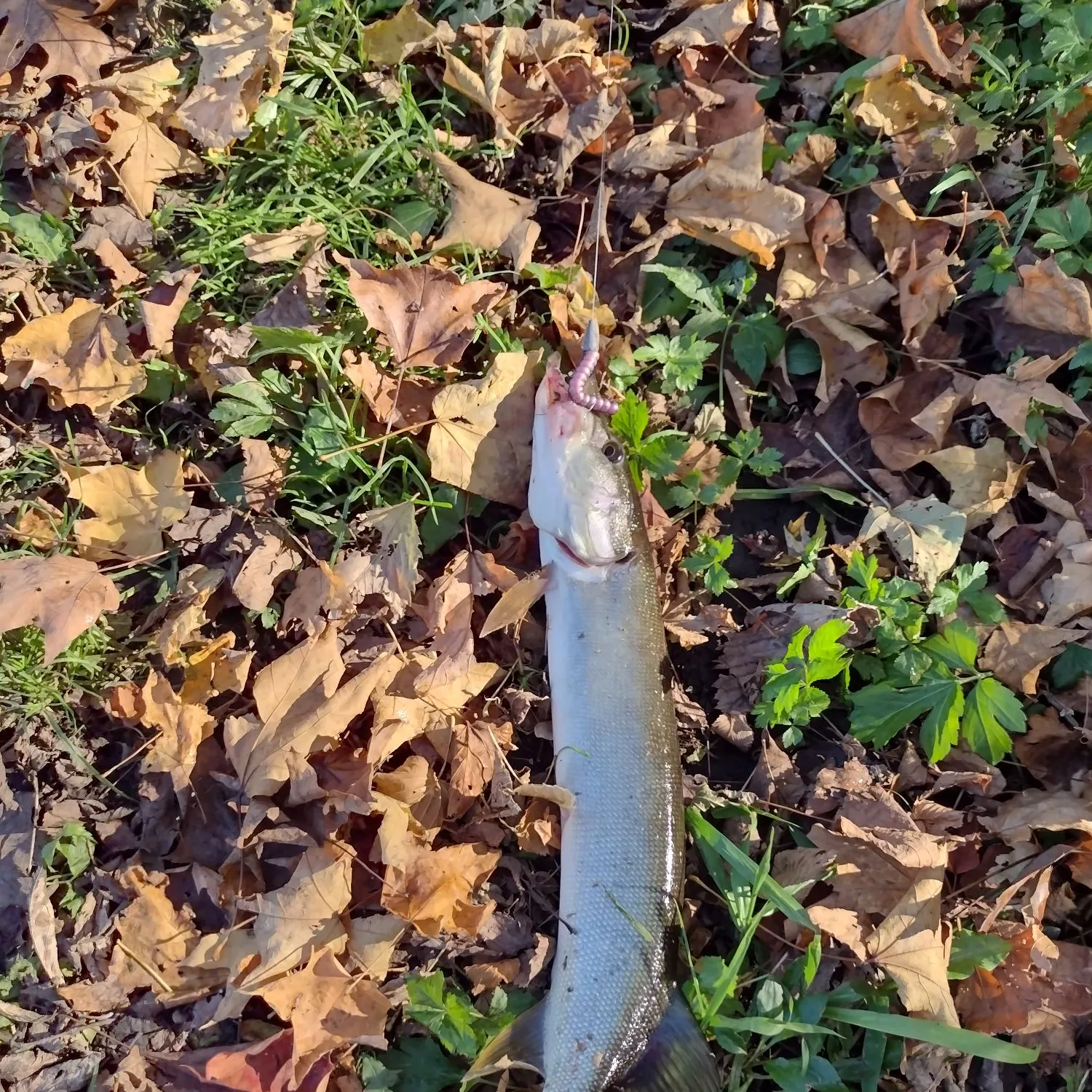 The most recent Silver pike catches on Fishbrain