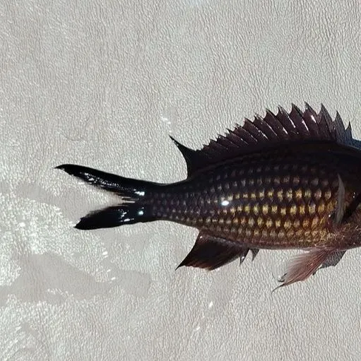 The most recent Mediterranean chromis catches on Fishbrain