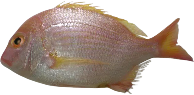 Yellowfin sea bream