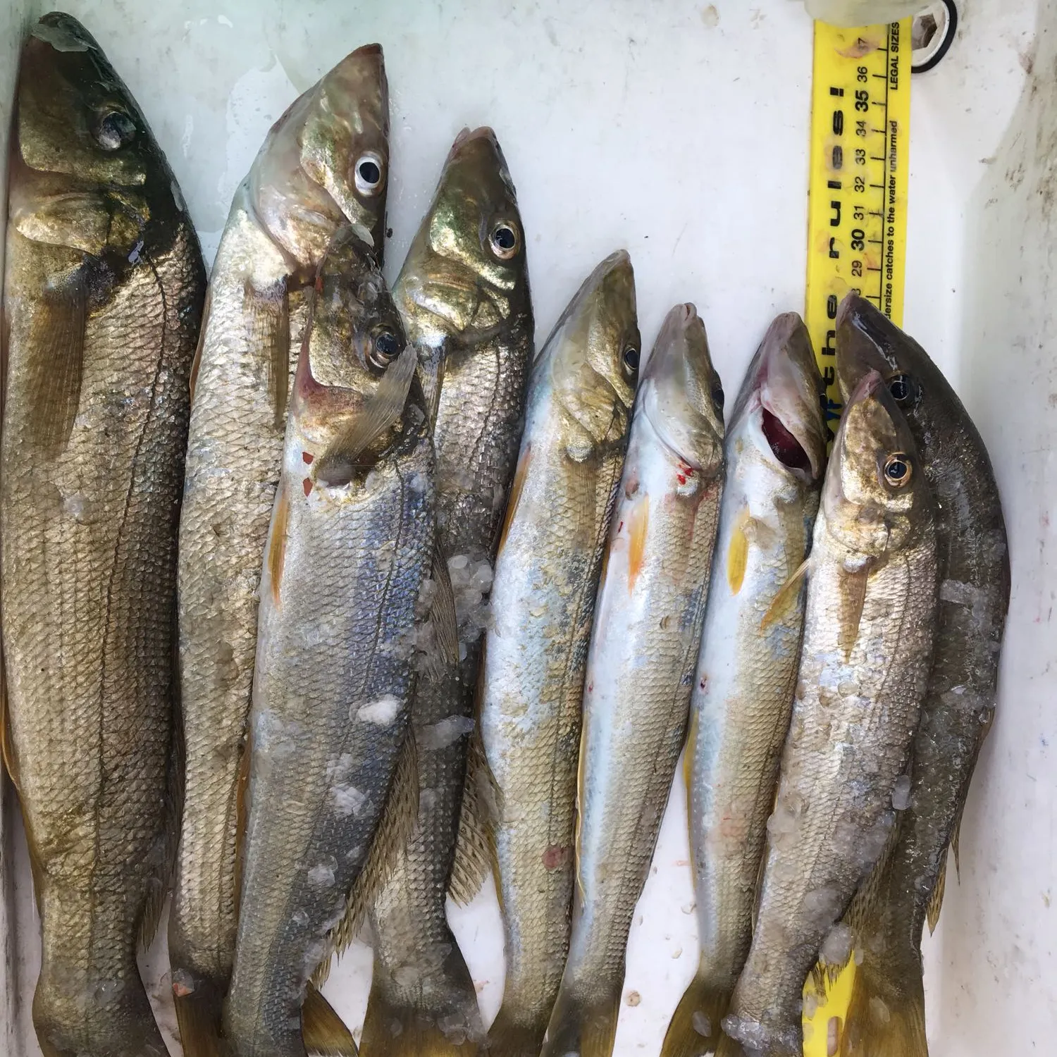 recently logged catches
