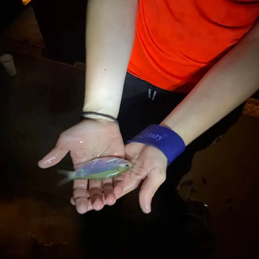 The most recent Perth herring catches on Fishbrain