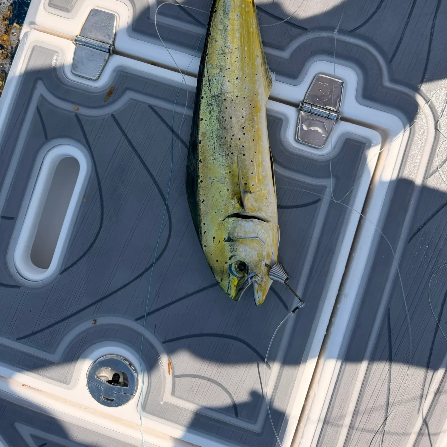 The most recent Common dolphinfish catches on Fishbrain