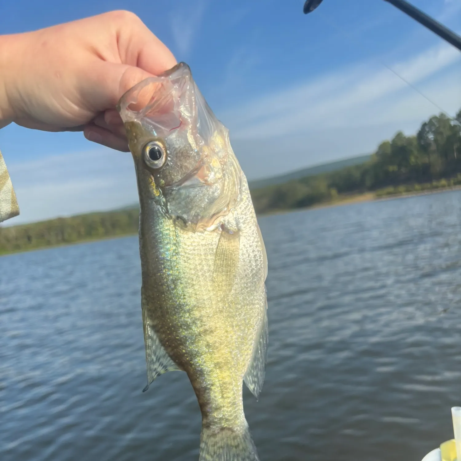 White crappie caught on Fishbrain