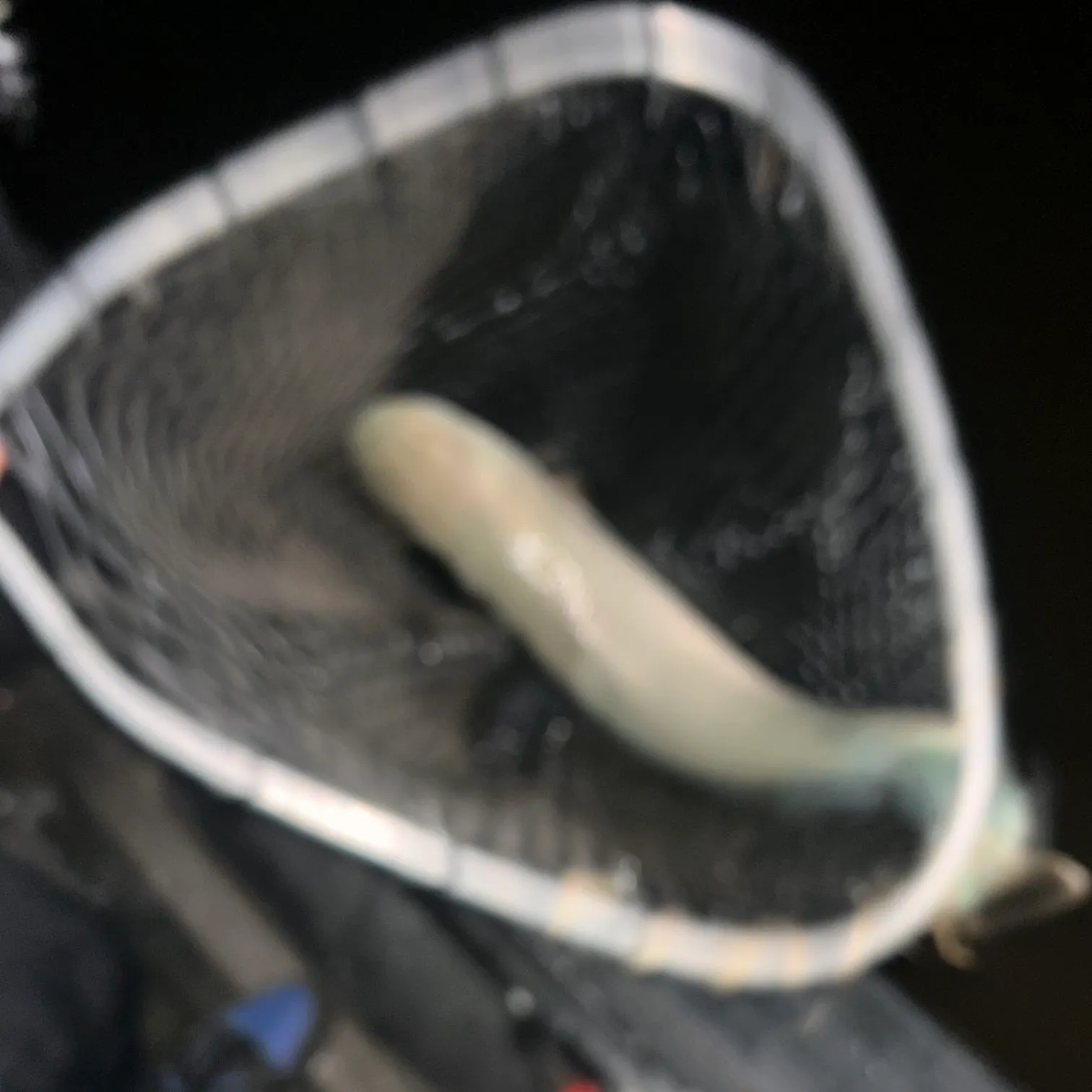 Eyetail bowfin caught on Fishbrain
