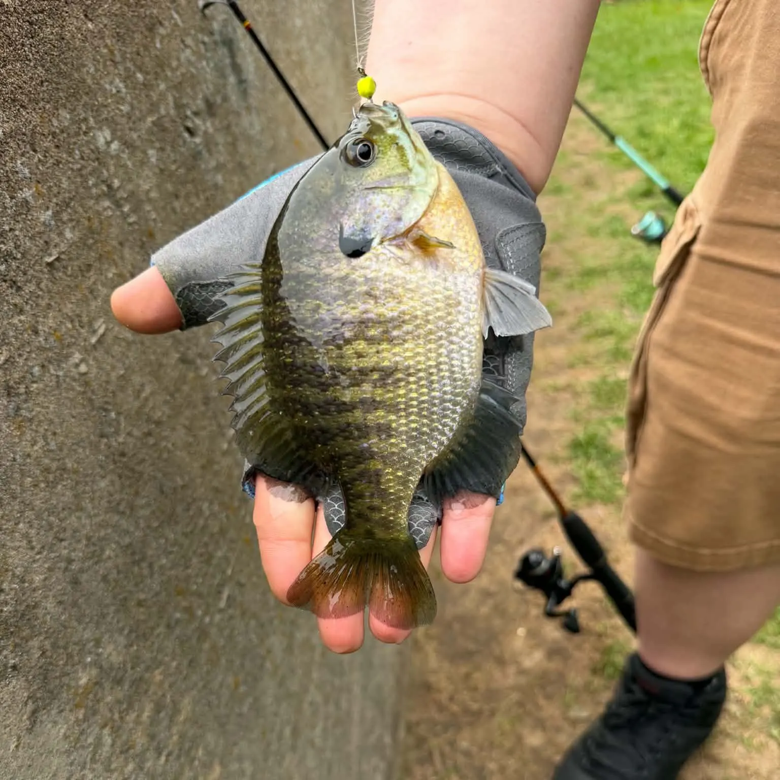 Bluegill caught on Fishbrain