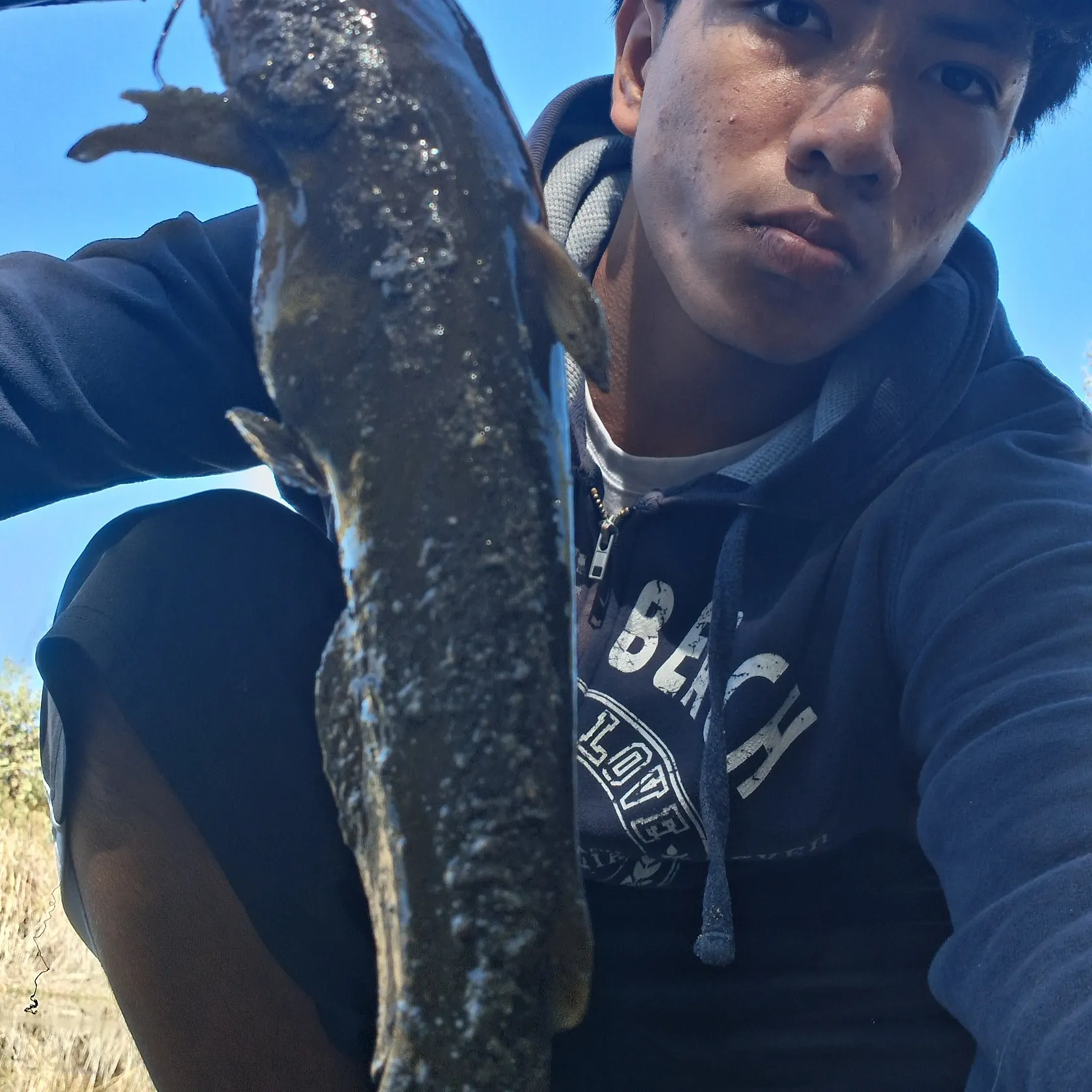 Brown bullhead caught on Fishbrain