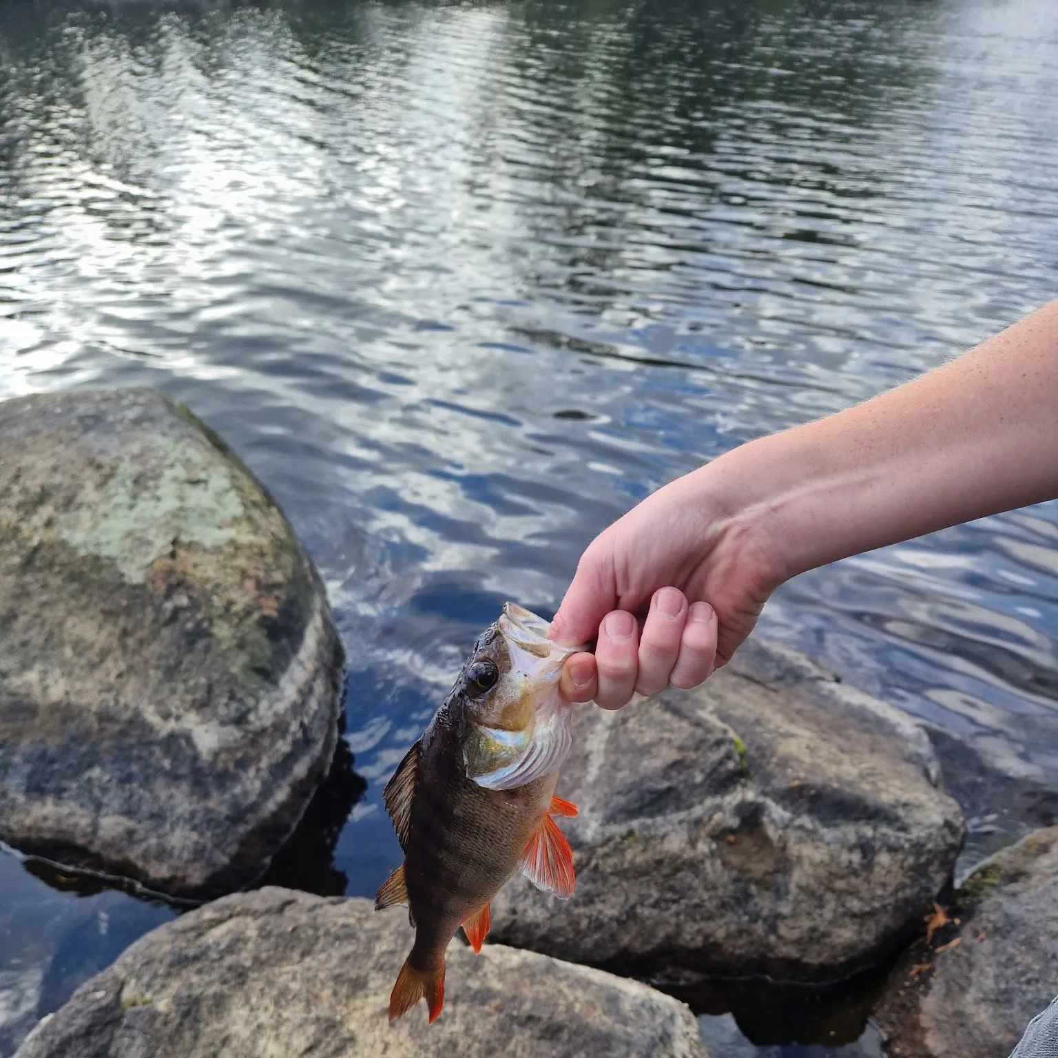 European perch caught on Fishbrain