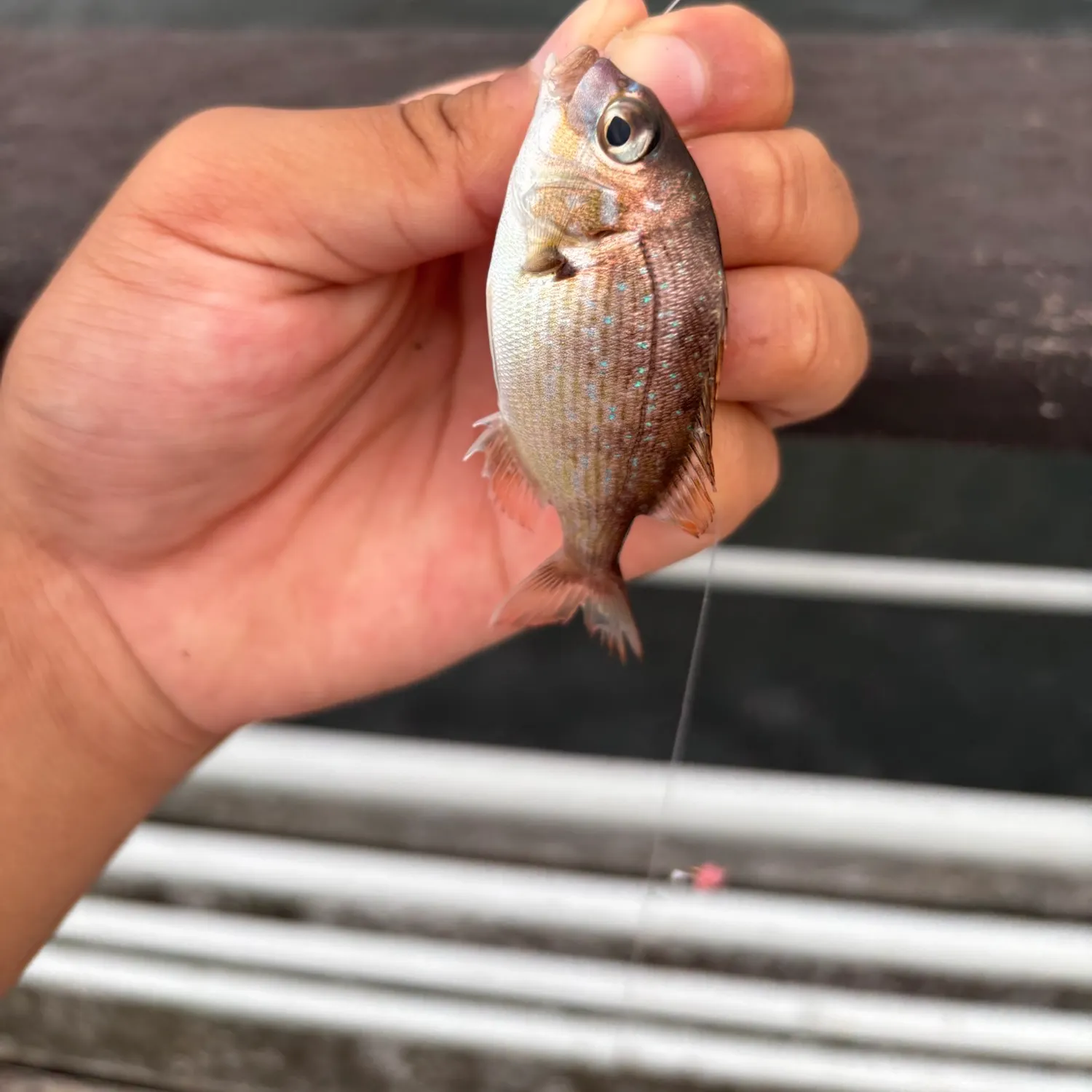 The most recent Red seabream catches on Fishbrain