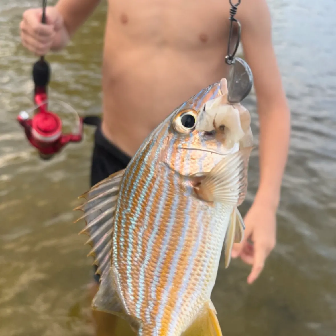 The most recent Bluestriped grunt catches on Fishbrain