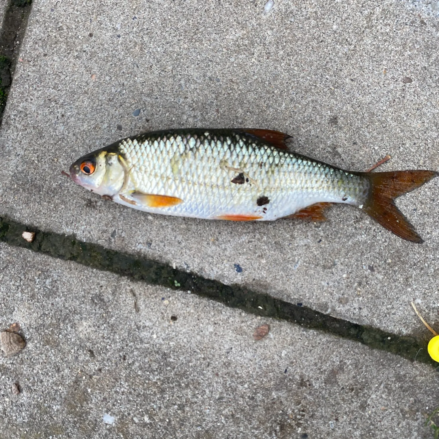 Common roach caught on Fishbrain