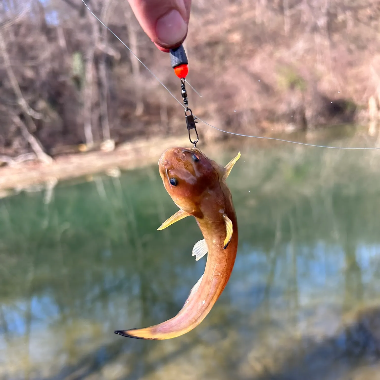 The most recent Stonecat catches on Fishbrain