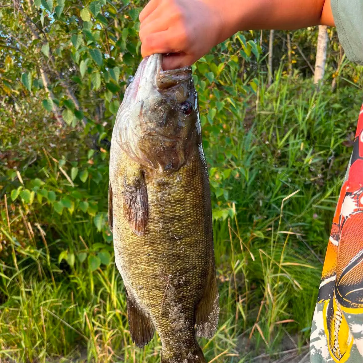 Smallmouth bass caught on Fishbrain