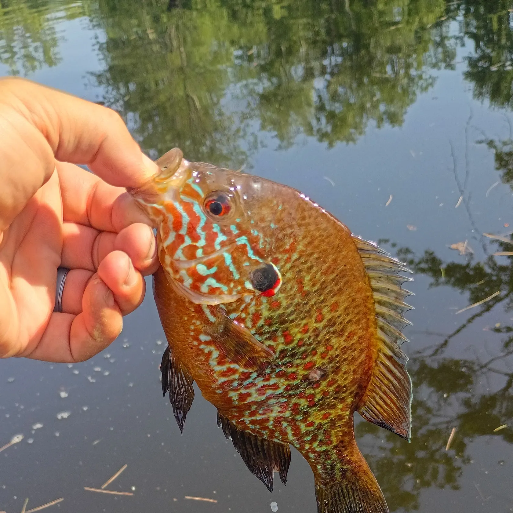 catch