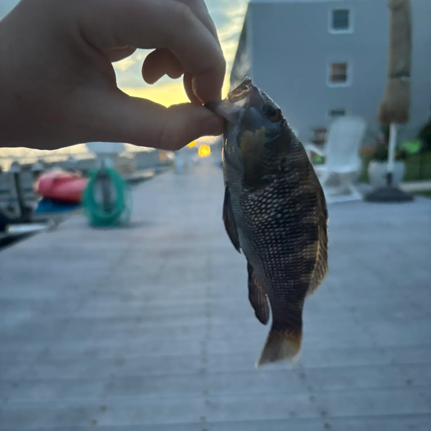 catch