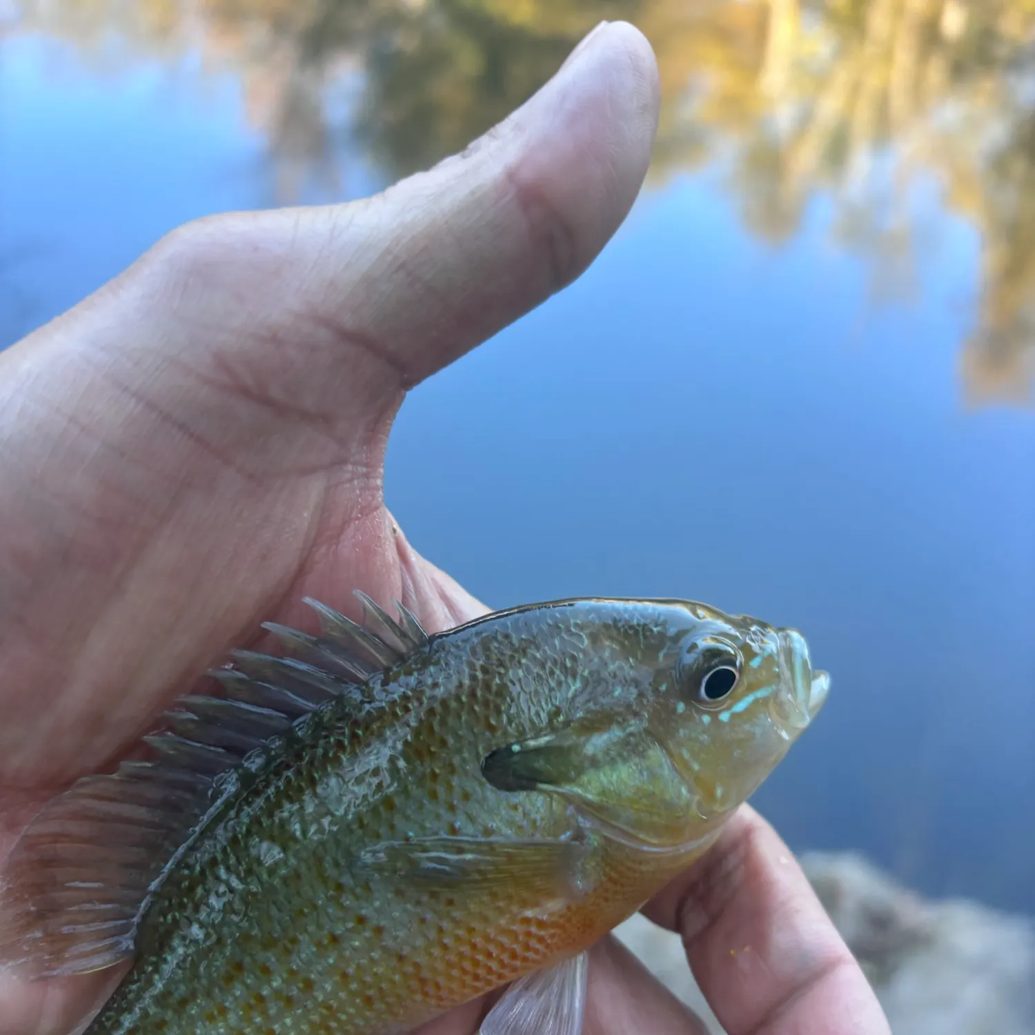 Redbreast sunfish caught on Fishbrain