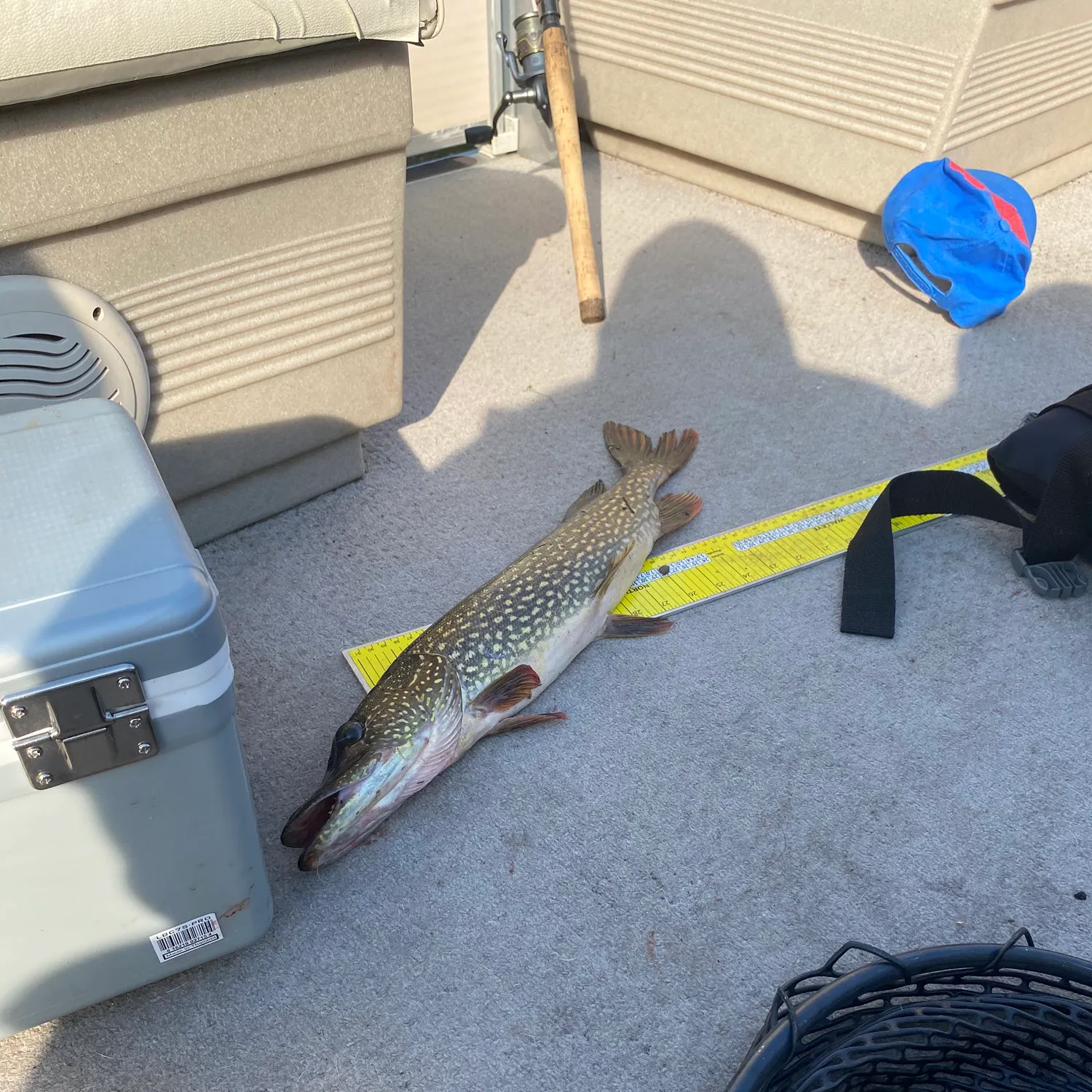 Northern pike caught on Fishbrain