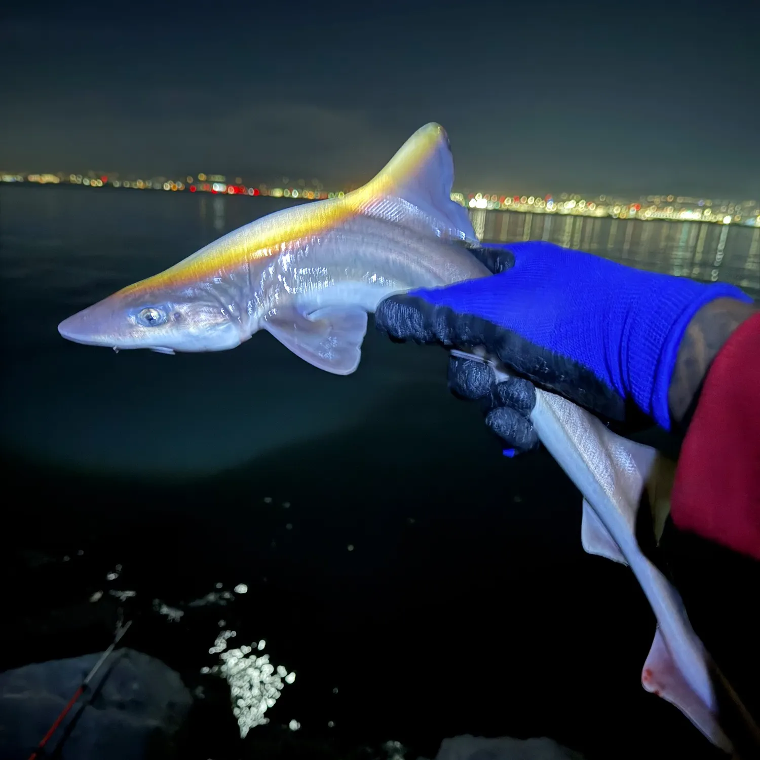 Grey smooth-hound caught on Fishbrain
