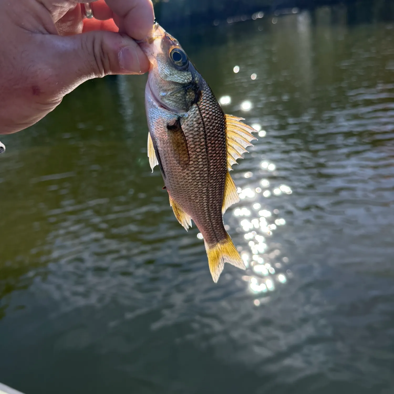 White perch caught on Fishbrain